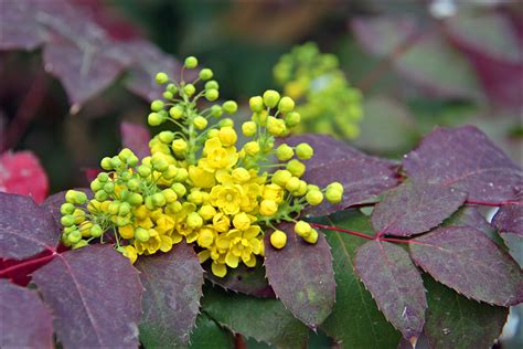 Mahonia Aquifolium Изображение особи Плантариум