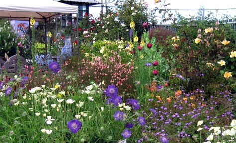 Annie's annuals & perennials coupon & promo code | verified sep 2020. Annie's Annuals & Perennials - Spring 2007 Slide Show Page ...