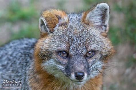 4363 Male Gray Fox Red And Gray Foxes Debbys Maine Photos
