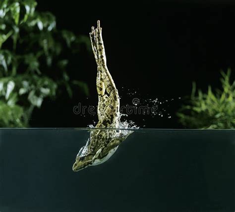 174 Leaping Frog Stock Photos Free And Royalty Free Stock Photos From