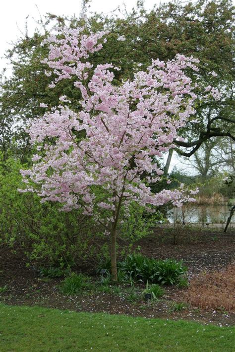 Dark green leaves are lighter underneath. Accolade Cherry, Cherry Blossom Accolade, Flowering Cherry ...