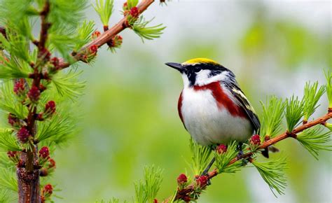 Desktop Hd Wallpapers Free Downloads Beautiful Birds On Branches