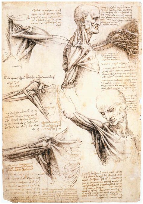 Anatomic Drawings Of The Shoulder 1510 20×29 Cm By Leonardo Da Vinci