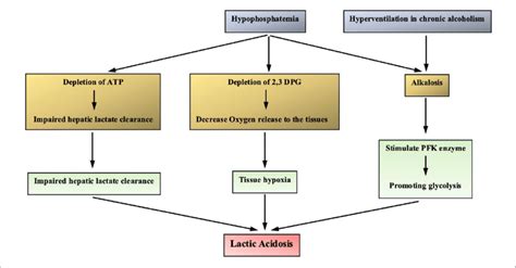 Mechanisms Of Lactic Acidosis In Hypophosphatemia And Chronic