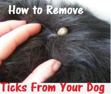 How To Remove An Embedded Tick From Your Dog Hubpages