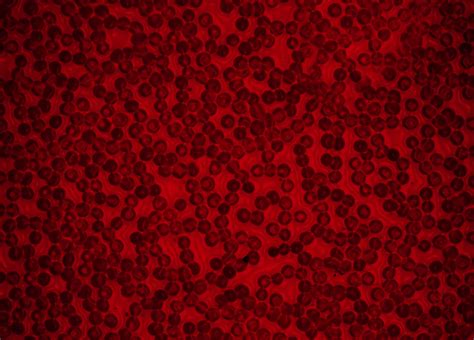 Blood Texture 100 Free Images Psddude
