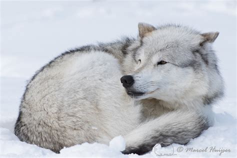 Marcel Huijser Photography Rocky Mountain Wildlife Wolf Sleeping In