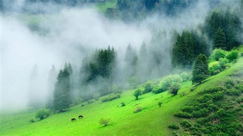 Green Forest Mountain With Mist During Morning Time 4k Nature Hd