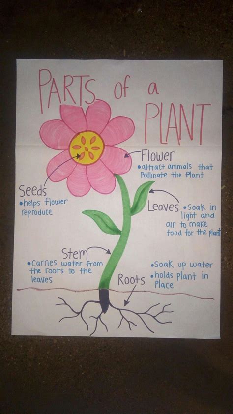 Parts Of A Plant Anchor Chart K Plants Anchor Charts Head Start