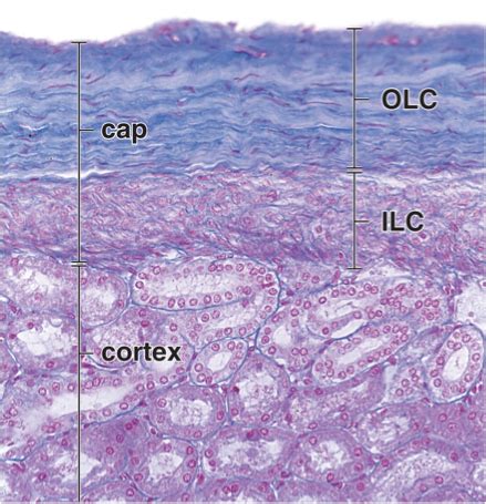 Histology Slides Pictures Flashcards Quizlet Histology Slides My Xxx Hot Girl