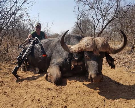 South Africa Buffalo Hunt Quality Hunts