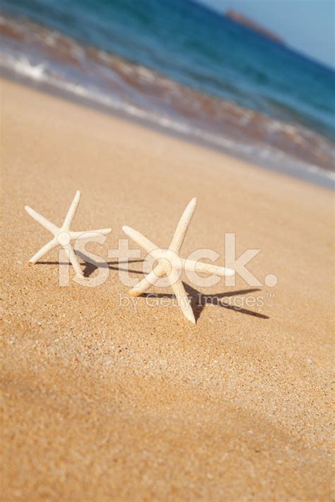 Two Starfish On The Beach Stock Photo Royalty Free Freeimages
