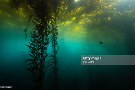 Kelp Forest Canopy At Point Lobos High Res Stock Photo Getty Images