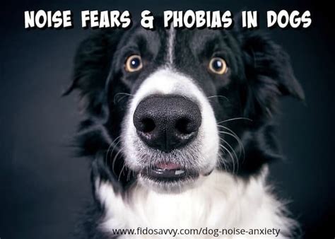 Dog Noise Anxiety Causes Symptoms And Treatment