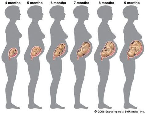 Prenatal Development Fetal Growth Nutrition Environment Britannica