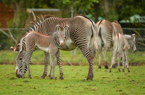 10a Baby Zebra Caught Visitors To Chester Zoo By Surprise After It Was