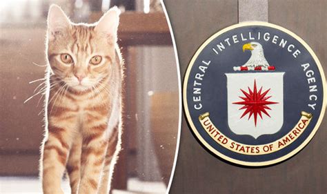 ‘project Acoustic Kitty Cia Implanted Microphones Into Cats To Spy On