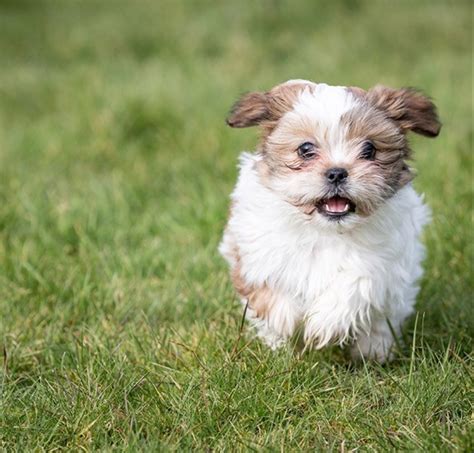 Best Quality Shih Tzu Puppies For Sale In Singapore June