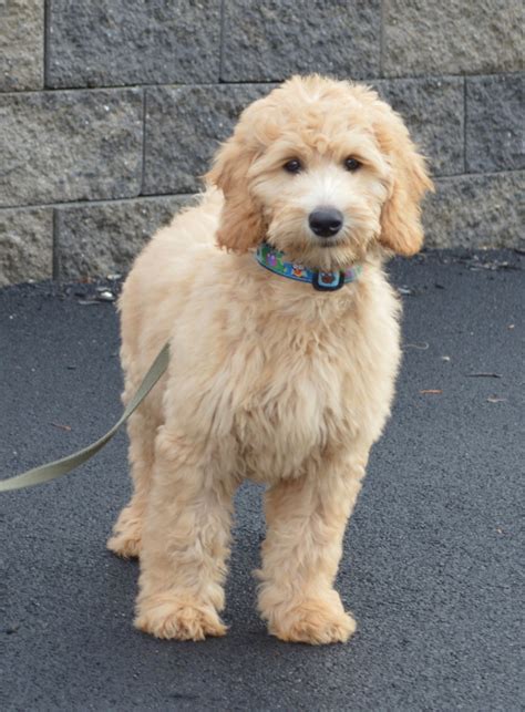 Goldendoodle Association Of North America All About Goldendoodle Colors