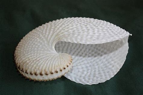 Paper Nautilus Shell Nautilus Shell Shells Sea Shells