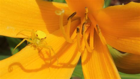 Yellow Garden Spider Gary Flickr