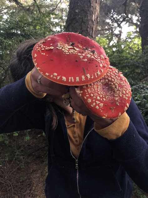 A Great Amanita Muscaria Find On The Oregon Coast Rmycology