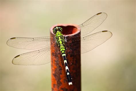 Dragonfly Computer Wallpapers Desktop Backgrounds 4752x3168 Id