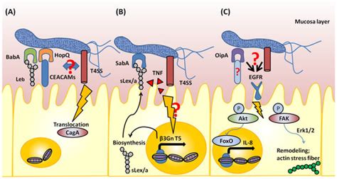 Toxins Free Full Text Helicobacter Pylori Outer Membrane Protein Related Pathogenesis