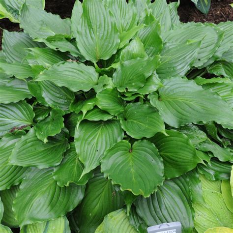 Hosta Stimulation Buy Plantain Lily At Coolplants
