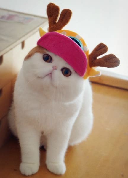 15 Cute Cats Wearing Hats Page 11 Of 15 Really Cute Cats