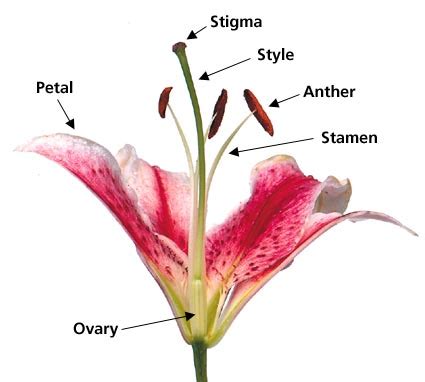 What is a unisexual flower? What is a flower? A flower is the part of a plant that is ...