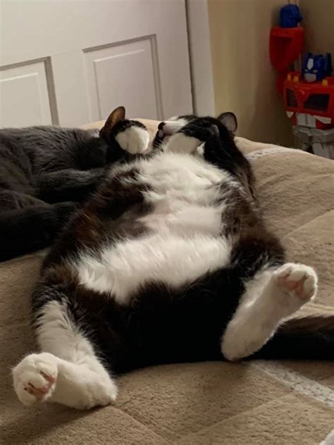 12 Cute And Funny Chonky Cats Viral Cats Blog