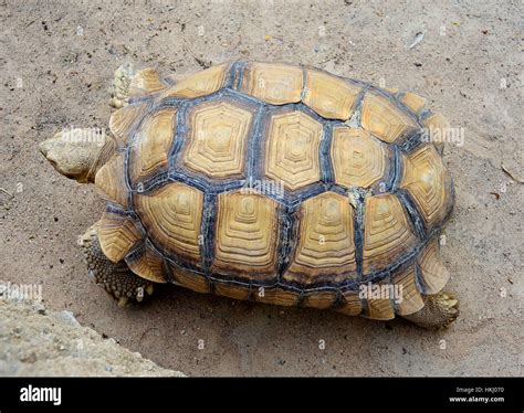 Turtle Crawling Animals In Nature Reptiles Amphibians Stock Photo Alamy