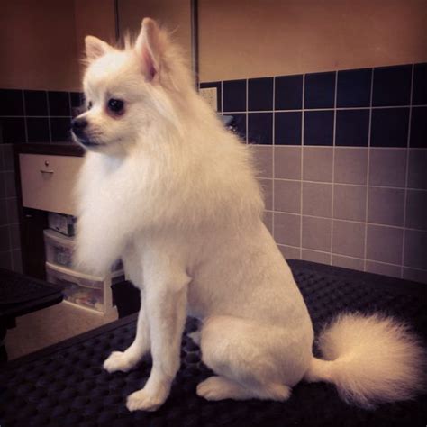 25 Pomeranian Haircuts For Dog Lovers Hairstylecamp