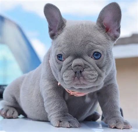Blue French Bulldog 10 Interesting Facts About The Rare Colored