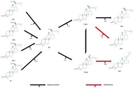 Transformation Trends Of Ppd Type Ginsenosides Download Scientific Diagram