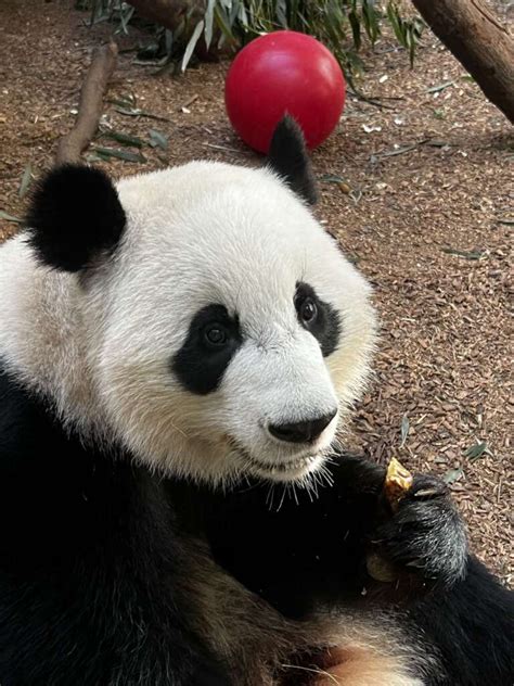 Panda Updates Monday February 6 Zoo Atlanta