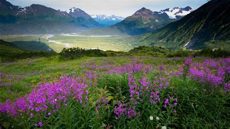 White Green Mountains Valley Purple Spring Flowers Field Scenery 4k Hd