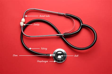 Anatomy Of A Stethoscope Everything You Need To Know