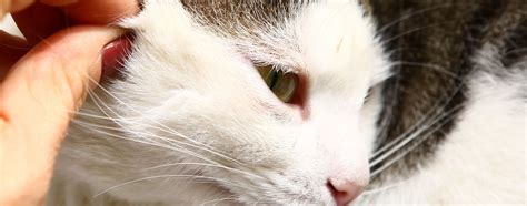 Tick On A Cat Symptoms Cat Meme Stock Pictures And Photos