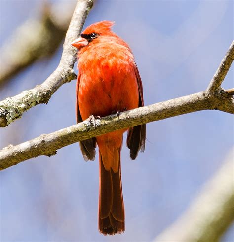 Species Spotlight Northern Cardinal Mohonk Preserve Medium