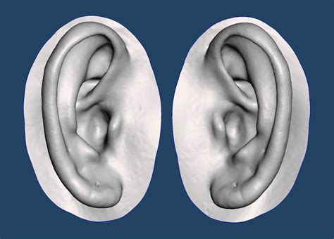 3d Print Model Natural Human Ear Anatomy 08 Cgtrader