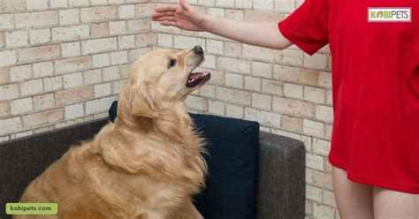 Understanding Your Dogs Body Language Kobi Pets