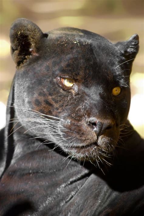 Black Panther 7 Amazing Big Cats That Roar Rather Than