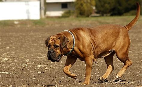 Boerboel 10 Vital Dog Breed Information You Must Not Miss Petmoo