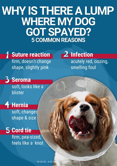 Dog Spay Incision Lump Online Clearance Save 49 Jlcatjgobmx