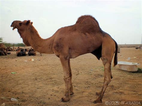 The arabian camel also has long eyelashes to help keep sand out of its eyes and nostrils that close up to keep sand out of its nose. Jeddah Daily Photo: Saudi Arabia: Camel Stud