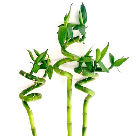 Gardenersdream Lucky Bamboo 30cm Spiral Stems For Indoor Plant Pot