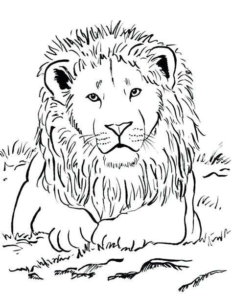 Lion Head Lion Coloring Pages For Adults Images Coloring Pages