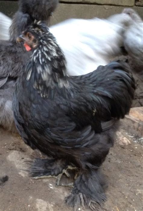 3 Month Old Silkie X Bantam Cochin Roosters Los Angeles Backyard Chickens
